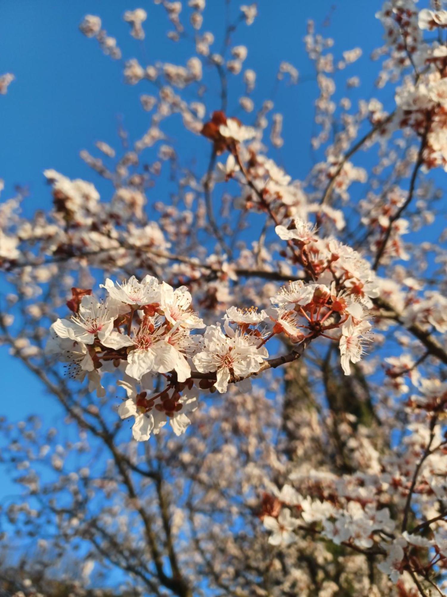 Le Gite Tilia Sablet Dış mekan fotoğraf